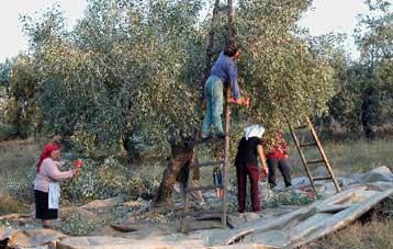 «Μην εμπιστεύεστε όσα λένε για τις συνταγές της ελιάς» συνιστούν οι επιστήμονες