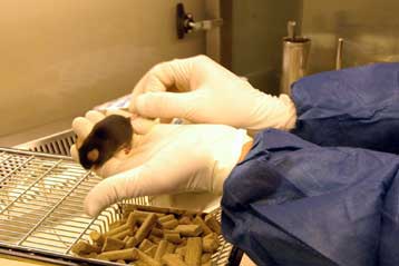 Φαρμακευτικό κοκτέιλ συρρικνώνει καρκινικούς όγκους σε πειραματόζωα