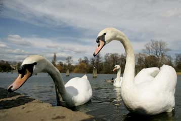 Τα αποδημητικά πτηνά δεν προτίμησαν φέτος την Ελλάδα