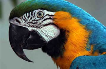 Η ΕΕ θα απαγορεύσει μόνιμα τις εισαγωγές άγριων πτηνών