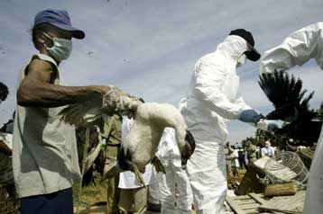 Σε έξαρση και πάλι η γρίπη των πτηνών στη ΝΑ Ασία