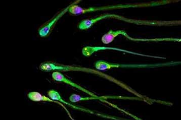 Νεκρός Ισραηλινός στρατιώτης θα αποκτήσει παιδί με άγνωστη γυναίκα