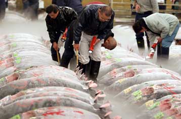 Διεθνής συνάντηση για τη σωτηρία του περιζήτητου τόνου