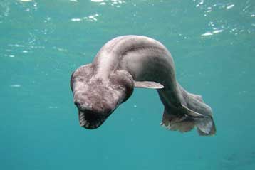 Καρχαρίας ζωντανό απολίθωμα εμφανίζεται σε σπάνιο φιλμ