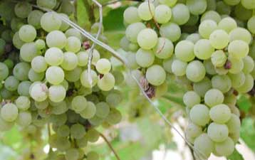 Προτάσεις – σοκ από την Κομισιόν για την ένταξη φρούτων και λαχανικών στην ΚΑΠ