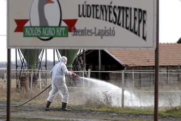 Η γρίπη των πτηνών επιστρέφει στην Ευρώπη με κρούσμα στην Ουγγαρία