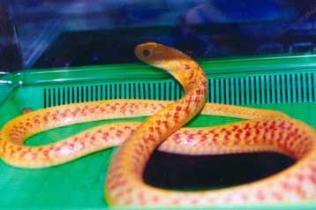 Ιοβόλο φίδι κλέβει δηλητήριο από βατράχια