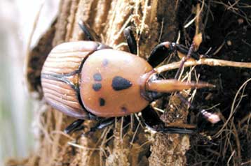 Σκαθάρι από την Αίγυπτο απειλεί το μοναδικό φοινικόδασος στο Βάι