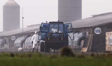 Σε επιφυλακή οι ελληνικές Αρχές μετά τα κρούσματα της γρίπης των πτηνών στην Ευρώπη