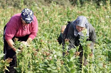 Διπλάσιες οι απώλειες κοινοτικών κονδυλίων για γεωργικές επιδοτήσεις το 2006