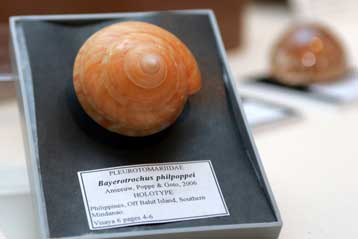 Χιλιάδες νέα είδη μαλακίων και καρκινοειδών ανακαλύφθηκαν στις Φιλιππίνες