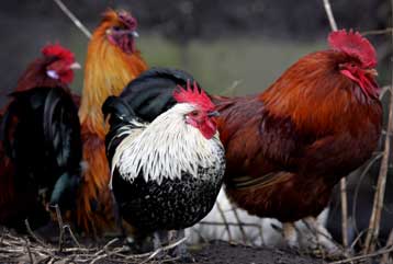 Η γρίπη των πτηνών επανεμφανίστηκε στη νοτιοανατολική Τουρκία