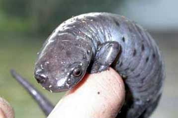 Σαλαμάνδρα της Κεντρικής Αμερικής έχει τον ισχυρότερο μυ στον κόσμο