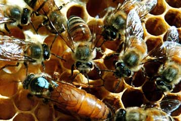 Μυστηριώδης ασθένεια αποδεκατίζει τις μέλισσες στις ΗΠΑ