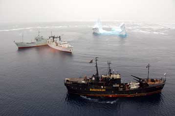 Φάλαινα στην πλ. Συντάγματος, διεθνείς πιέσεις κατά των φαλαινοθηρικών της Ιαπωνίας