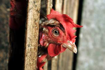 Εστία γρίπης των πτηνών και σε τρίτο χωριό της Τουρκίας