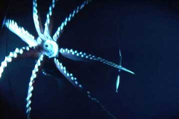 Τεράστιο καλαμάρι ανάβει φλας καθώς επιτίθεται