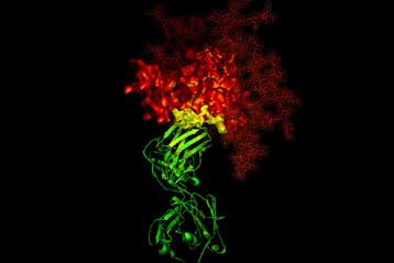 Εικόνες ατομικής κλίμακας αποκαλύπτουν την αχίλλειο πτέρνα του HIV