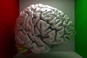 Επιβεβαιώνεται ότι ο εγκέφαλος των ενηλίκων παράγει νέα κύτταρα