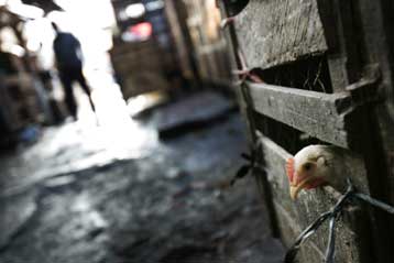 Ο ιός της γρίπης των πτηνών προσέβαλε 5χρονο αγόρι στην Αίγυπτο