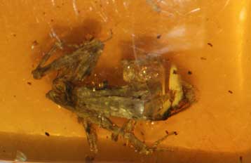 Προϊστορικός βάτραχος βρέθηκε μέσα σε κεχριμπάρι 25 εκατ. ετών