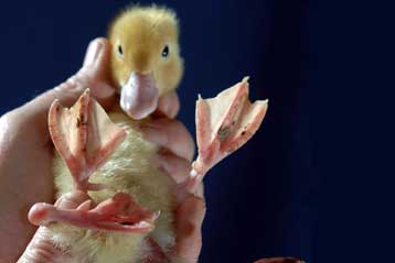 Τετράποδο παπάκι γεννήθηκε και επέζησε στην Αγγλία