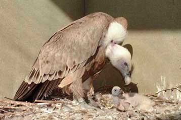 Οι γύπες της Κύπρου πετούν προς την εξαφάνιση