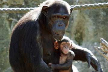 Γυναικεία εφεύρεση τα πρώτα όπλα της ανθρωπότητας