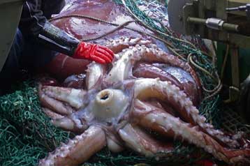 Το μεγαλύτερο καλαμάρι του κόσμου ανέσυραν Νεοζηλανδοί ψαράδες