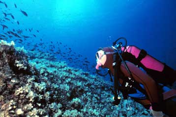 Τεχνητοί ύφαλοι στα Δωδεκάνησα λειτουργούν ως «μαιευτήριο» για ψάρια