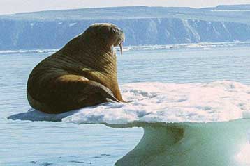 Δεκάδες χιλιάδες επιστήμονες στη μεγαλύτερη έρευνα των πόλων της Γης