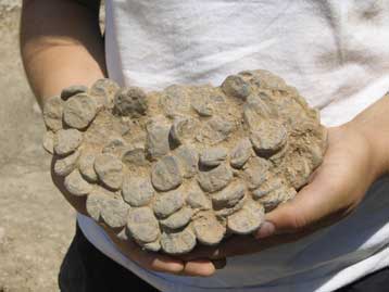 Σύλληψη δύο αρχαιοκάπηλων και εμπόρων ναρκωτικών στη Λαμία