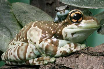 Ορμόνες στα αστικά λύματα αλλάζουν φύλο στους βατράχους