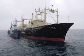 Η Ιαπωνία αναγκάζεται να διακόψει το φετινό κυνήγι φαλαινών