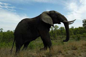 Σε εξισορροπητικό αποδεκατισμό των ελεφάντων ίσως προχωρήσει η Νότιος Αφρική