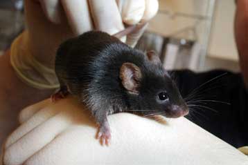 Εμβόλιο κατά της νόσου του Αλτσχάιμερ αποτελεσματικό σε πειραματόζωα