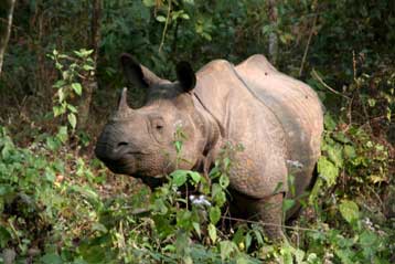 Απολιθώματα αφρικανικών ζώων ήρθαν στο φως στην ΠΓΔΜ