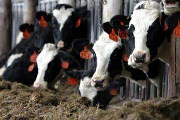 H  Ευρωπαϊκή Υπηρεσία Τροφίμων αποφασίζει για τα προϊόντα κλωνοποιημένων ζώων