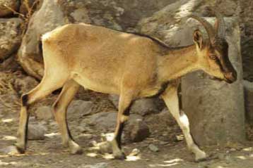 Η λαθροθηρία απειλεί τα σπάνια κρι-κρι της Κρήτης