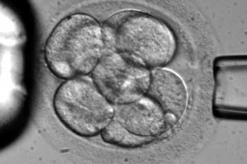 Πρώτη επιτυχής θεραπεία με εμβρυικά κύτταρα σε πειραματόζωα