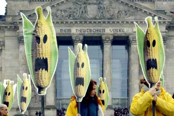 Ενδείξεις τοξικότητας βλέπει η Greenpeace σε «μεταλλαγμένο» καλαμπόκι της αγοράς