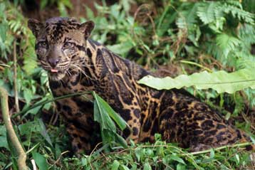 Λεοπάρδαλη στη Βόρνεο αναγνωρίζεται ως νέο είδος