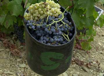 Πιθανότατα ελληνικό το αρχαιότερο κρασί στην Ευρώπη