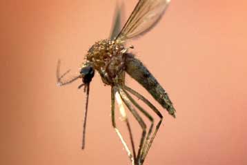 Γενετικά τροποποιημένο κουνούπι όπλο κατά της ελονοσίας