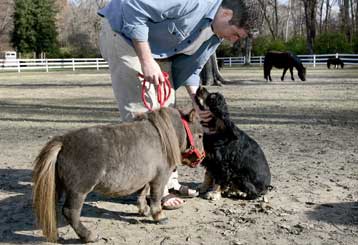 Το μικρότερο άλογο του κόσμου προτιμά για παρέα τα σκυλιά