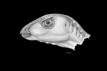 Δεινόσαυρος που έσκαβε λαγούμια ανακαλύφθηκε στις ΗΠΑ