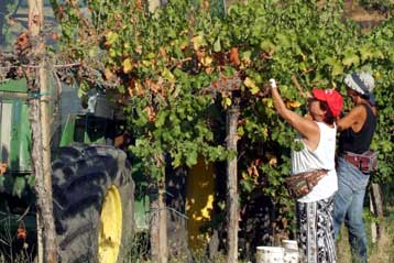 Απολιθωμένη φάλαινα ήρθε στο φως σε αμπελώνα της Τοσκάνης