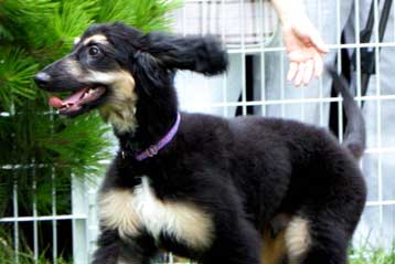 Τι εννοούν τα σκυλιά όταν κουνούν την ουρά τους