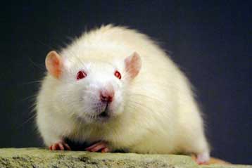 Γενετική τροποποίηση χαρίζει στα ποντίκια έγχρωμη όραση