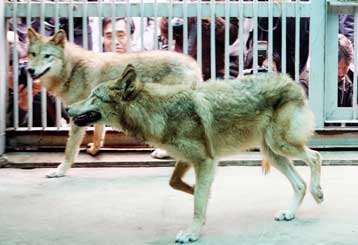 Απειλούμενο είδος λύκου κλωνοποιήθηκε στη Νότιο Κορέα